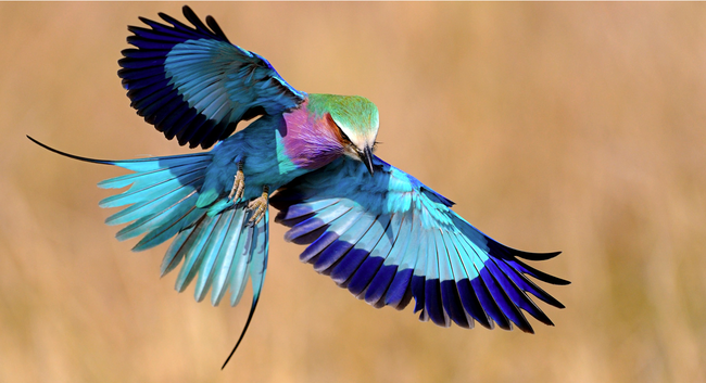 3.) Lilac-Breasted Roller