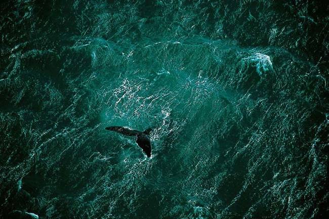 Catching a whale swimming off the coast of Argentina.