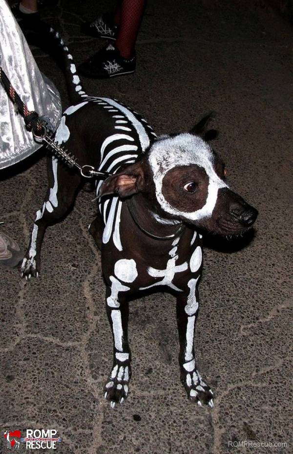 11.) Spooky skeleton dog.