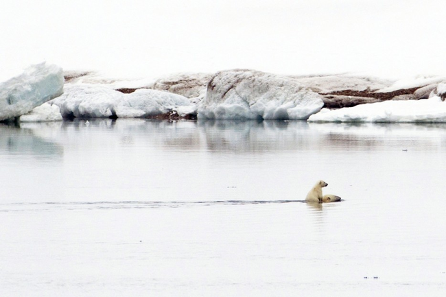 3.) A polar bear cub riding its mother to shore.