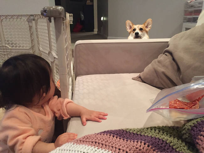 Even being locked out of her play area can't stop their scheming ways.