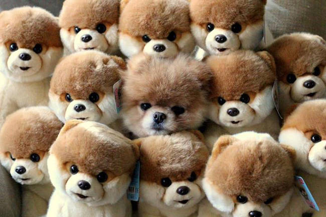 Aw look at all these stuffed anima--- HEY.