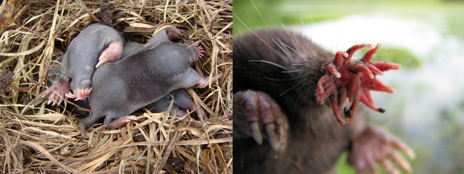 Star-Nosed Moles go from sweet little faces to sci-fi monsters.