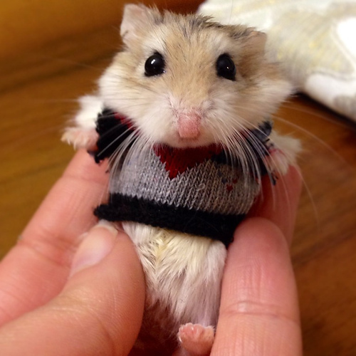 16. The only way this could be cuter is if it knit the sweater itself.