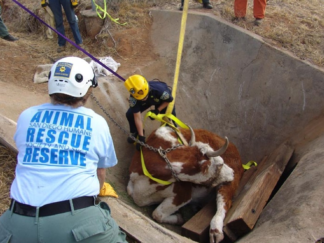 15.) San Diego Humane Society's Animal Rescue Reserve works to free a cow from a cement ditch.