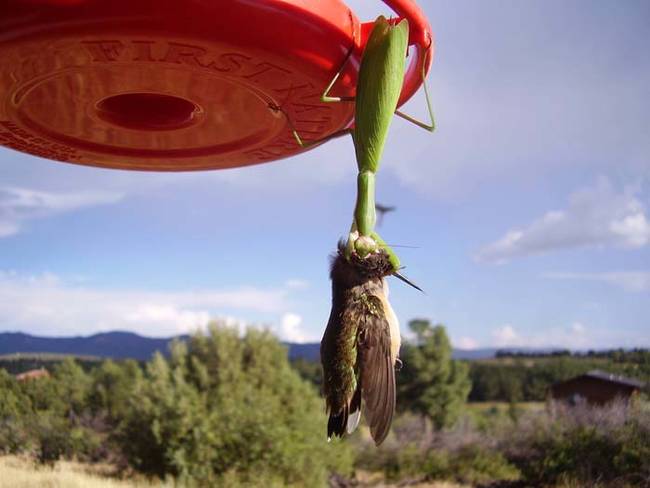 You read that right, praying mantises have been known to occasionally hide on or in hummingbird feeders. Then when the moment is right they strike, kill, and eat their prey.