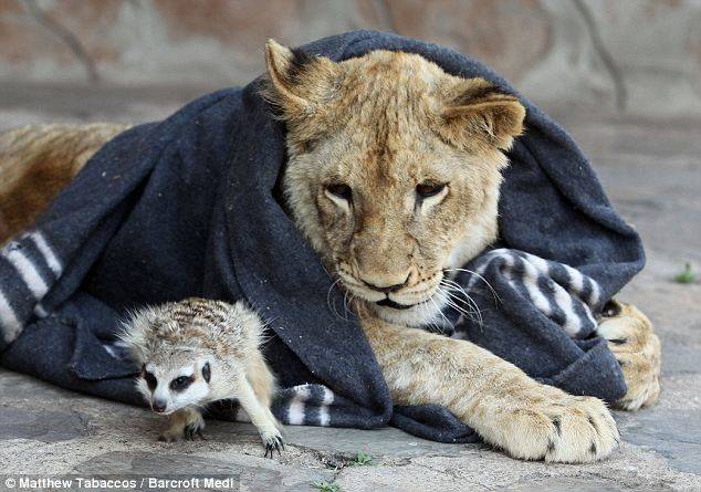 The two live in South Africa's Predator World Zoo and Game Farm.