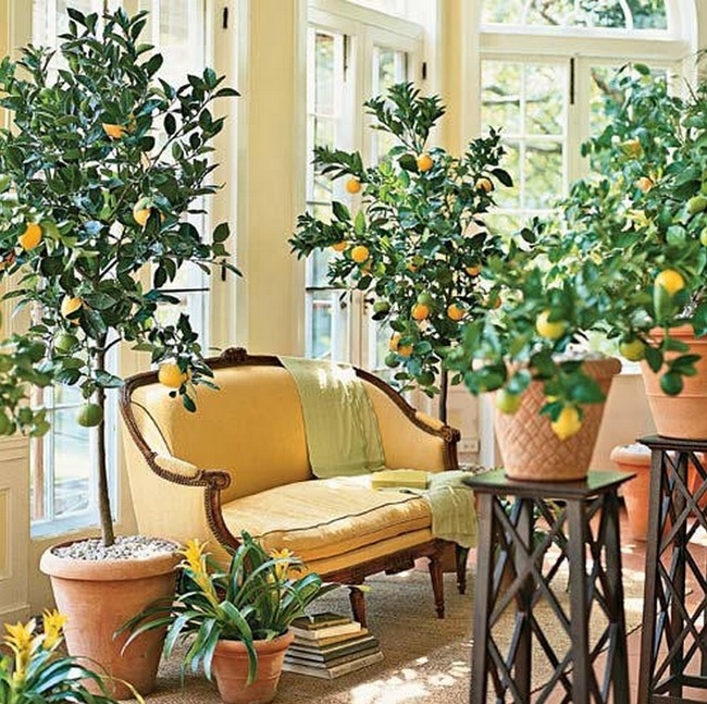 7) Indoor Lemon Tree: <a href="https://www.apartmenttherapy.com/how-to-plant-and-keep-an-indoo-108900">Full Instructions</a>.