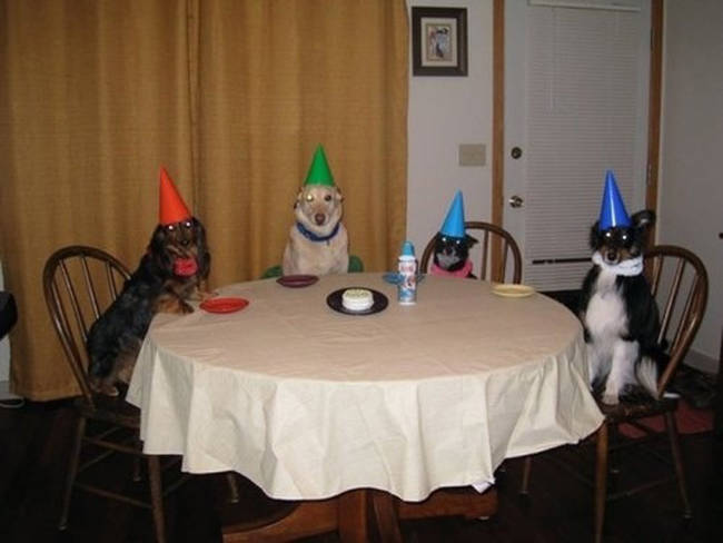 Whoa there. Calm down, you party animals.