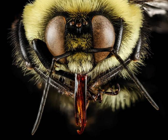 Droege photographs the bees from all angles, including their faces. 