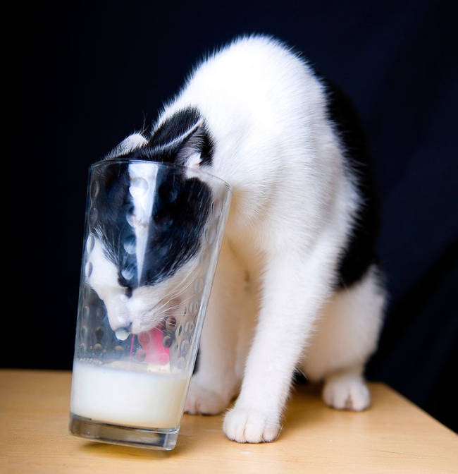 17.) If you ever wondered if cats actually like milk: Yes. It is basically crack to them.