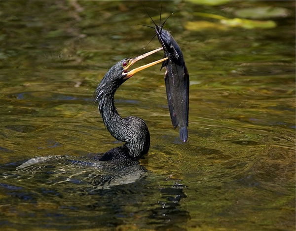 5.) Anhinga.