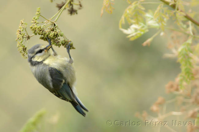 I love this picture. Capturing fleeting moments like this in nature is more difficult than you think.