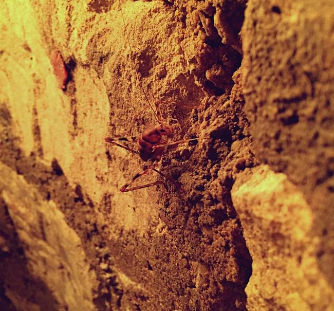 These things, which look like a cross between a cricket and a spider, make the catacombs their home.