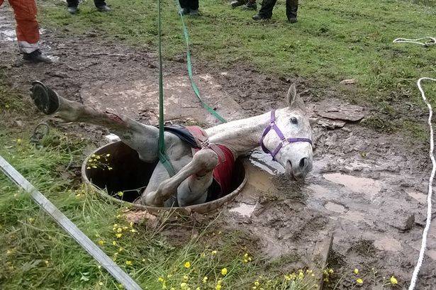 Since this was such an impromptu operation, a police marksman was called to the scene, just in case things went south. Thankfully, he wasn't needed. Foxy did however sustain an injury to her back knee, which contracted an infection from the stagnant water that seeped into it.