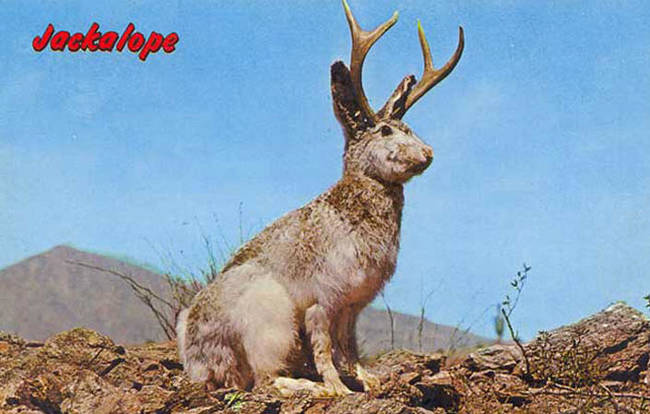 Jackalope