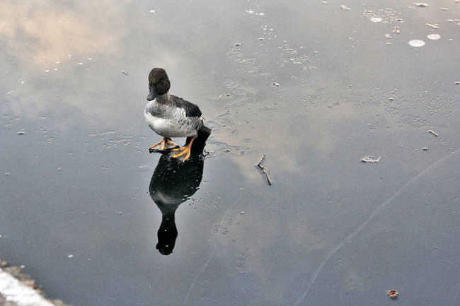 This handsome duck just wanted to take a nice stroll along the ice.