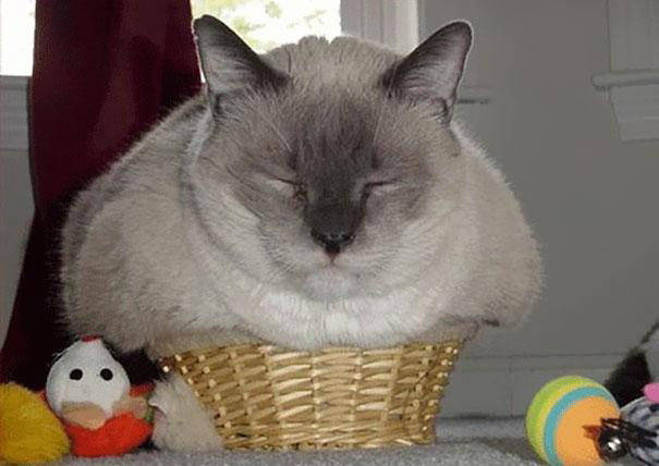 13.) I'm going to take a nap in your basket.