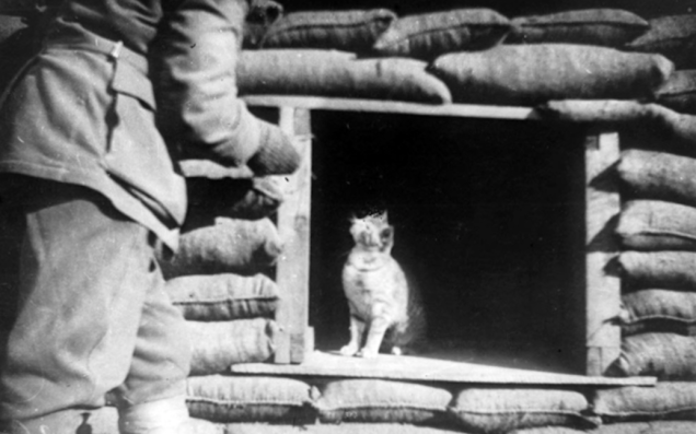 12.) A mascot hanging out in with a soldier in a sandbagged dugout.