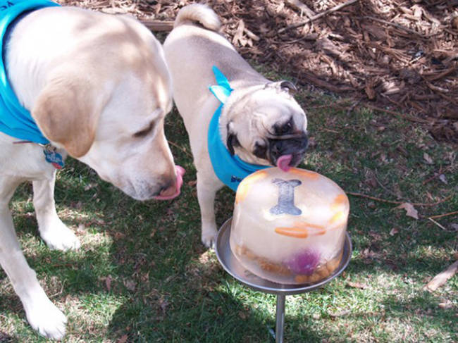 In the summer, freeze water with chicken broth, toys, or treats for a fun way to cool them down and keep them hydrated outdoors.