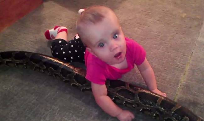 Here you can see a 14-month-old Alyssa playing with the family's 10-year-old Burmese python, Nay-Nay.