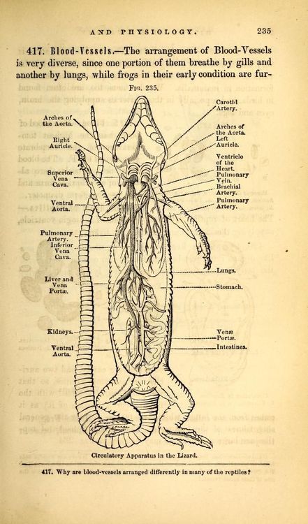 Reptile blood vessels, 1869.