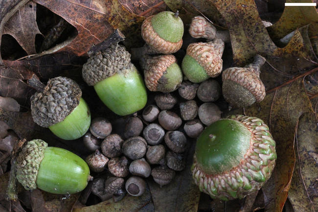 In Britain, it was once believed by many that carrying around an acorn was the key to keeping young.