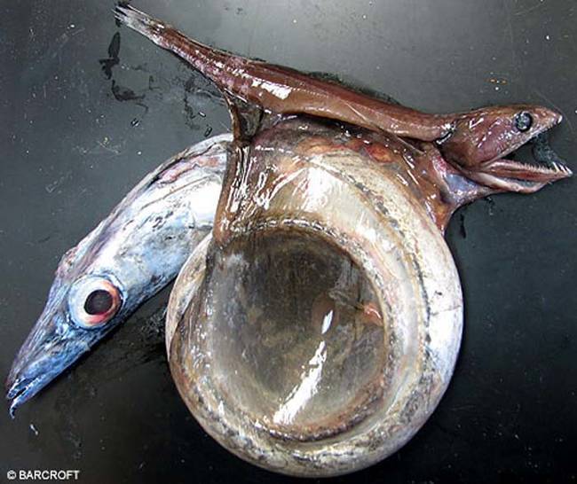 The deep sea black swallower fish that eats things ten times its own size.