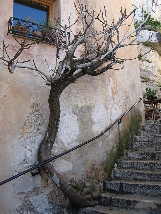 The building fought the tree... and the tree fought back.