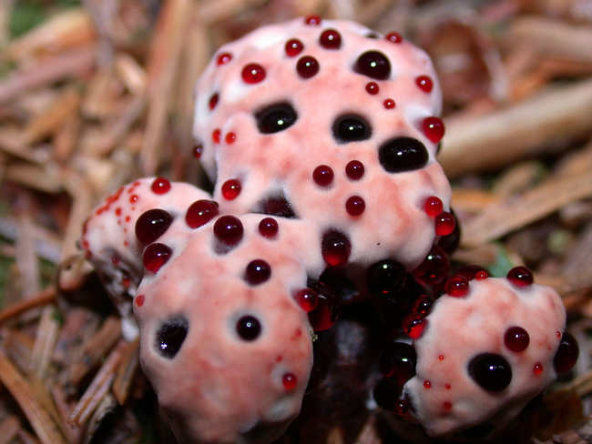 7.) Bleeding Tooth Fungus. All the fun of the dentist, none of the fuss.