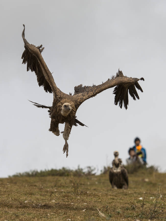 The vultures arrive and consume the body of all its flesh. The Dodoka is unique to other monasteries in that, instead of disposing of all the bones, the skull is kept to fortify its walls.