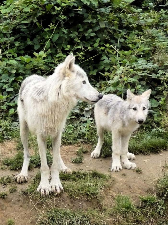 4.) Wolf pups are actually born blind and deaf (like dogs), so they need LOTS of attention from their mom.