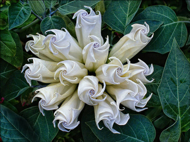 Datura