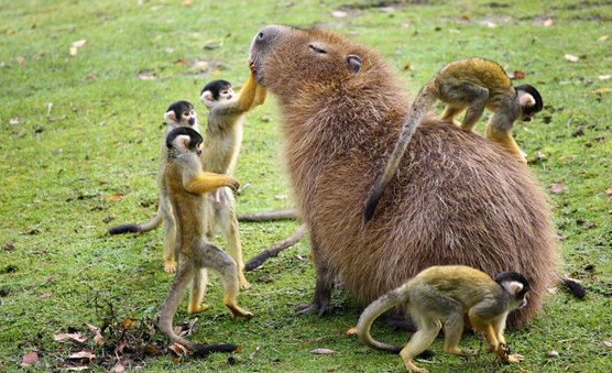 How do you clean your capybaras? I prefer monkey service.