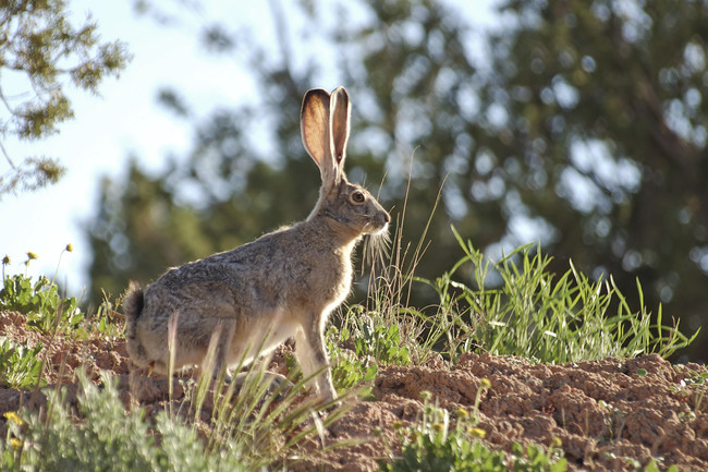 A normal-sized jackrabbit, or "hare." These bad boys can run up to 40 mph. Even when they're a regular size, they can be somewhat of a nuisance.