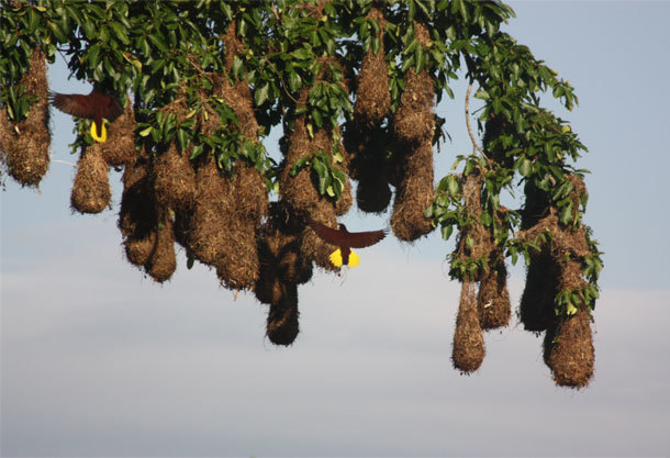 25.) Montezuma Oropendola Nests: These birds use vines to create hanging baskets that are then grouped together into colonies. They're used to ward off raiding monkeys looking for bird eggs.