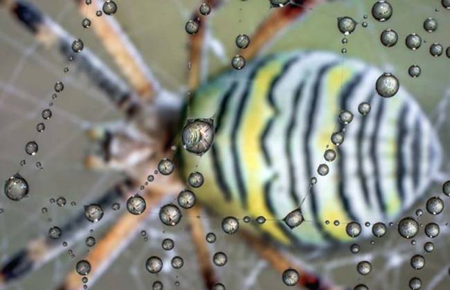 Here you can see the patterns on the body of a wasp spider through the water on its web.