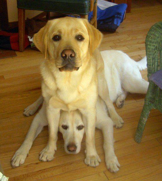 "What other dog? All I see is a squishy bench."