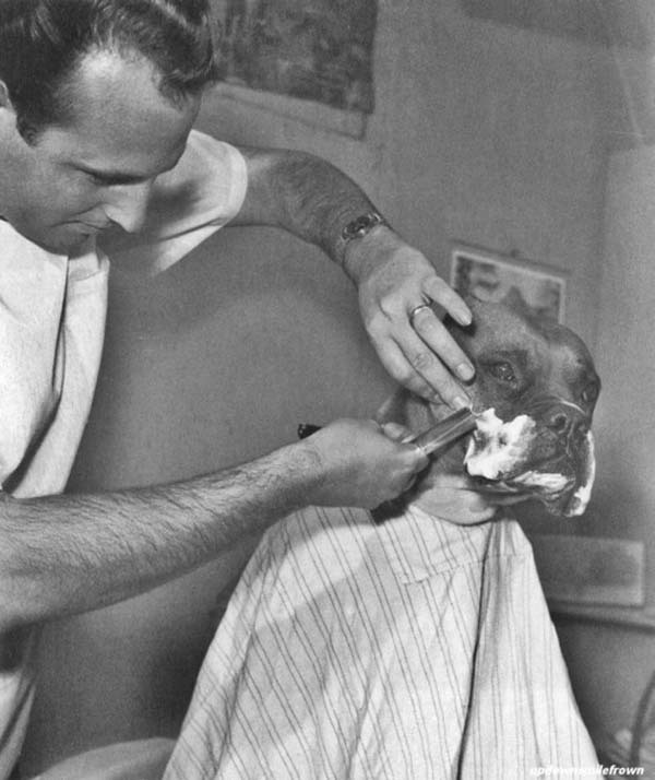 37.) Fritz the bulldog, a TV celebrity, is groomed by a barber (1961).