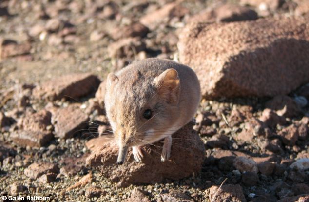 They use their miniature truck-like snouts to hunt insects.