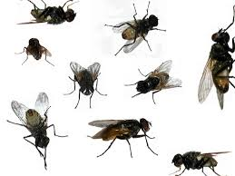 12.) A business of flies.