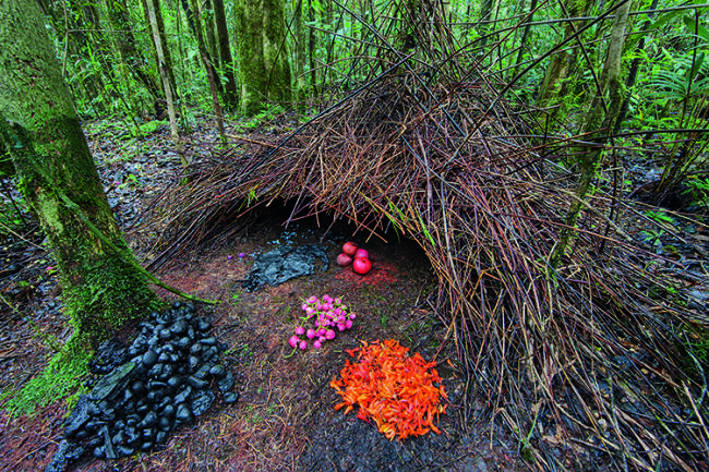 Bowerbirds