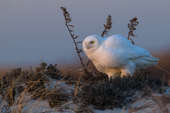 This fluffy owl.