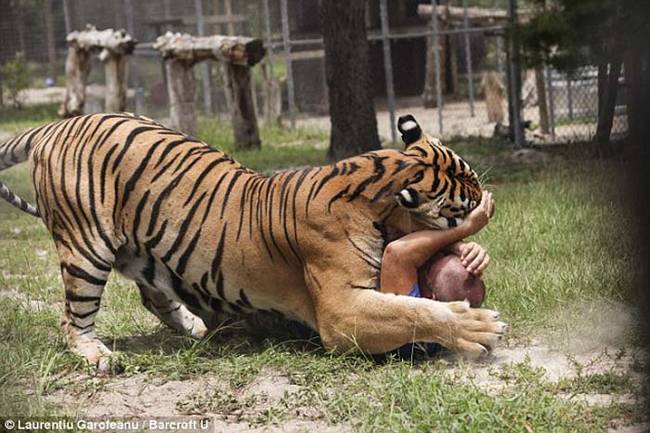 Shortly thereafter he adopted his first two tiger cubs and founded his non-profit sanctuary for big cats, Single Vision.