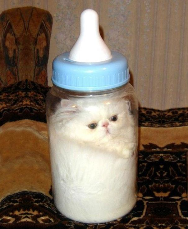 10.) Cat milk!