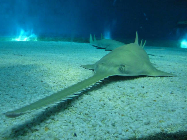 Sawfish