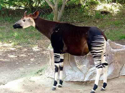 Okapi: Known as the "African unicorn," it isn't quite as mythical as its namesake and resembles a cross between a giraffe, donkey and zebra.