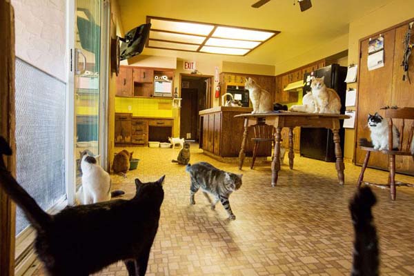 Since its founding 22 years ago, The Cat House on the Kings	 has saved over 24,000 cats and 7,000 dogs.