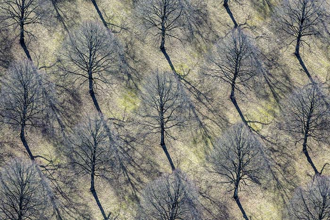 Blossoming trees.