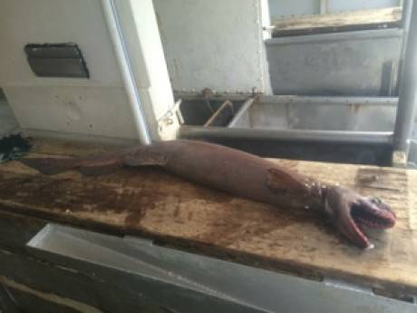 The frilled shark has an eel-like body and well over 300 teeth. It's around 5 feet long and, as you see, not much of a looker.